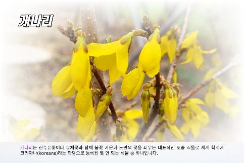 고창초등학교 꽃 이야기 (3~4월) (1)