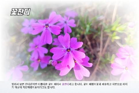 고창초등학교 꽃 이야기 (3~4월) (2)