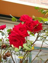 학교에 있는 식물 조사